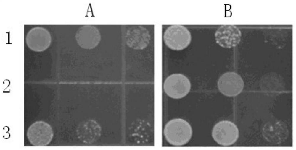 A kind of tobacco kup7 protein and its coding gene and application