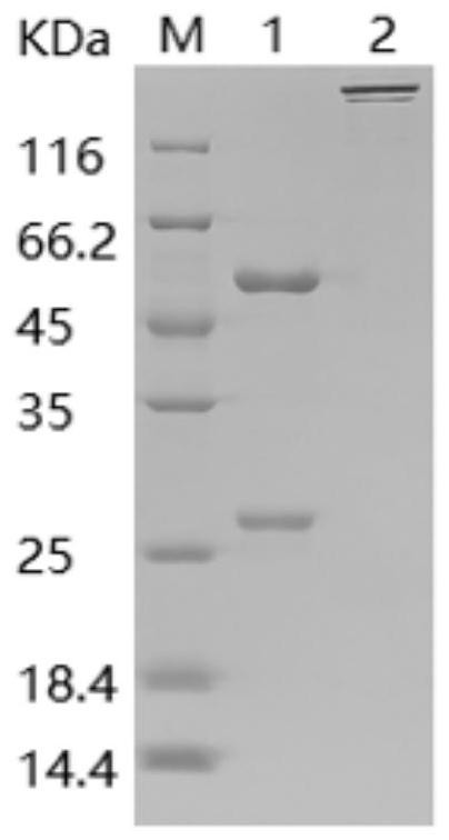 Monoclonal neutralizing antibody against hpv58l1 and its application