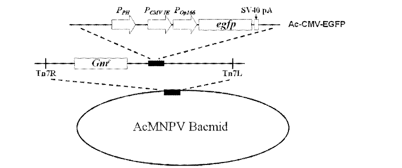 Method for improving transduction efficiency of rhabdovirus on mammalian cells