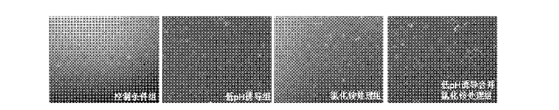 Method for improving transduction efficiency of rhabdovirus on mammalian cells