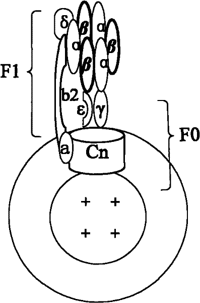 Method for rapidly detecting pathogenic bacteria at high efficiency, biological dependent sensor and preparation method thereof