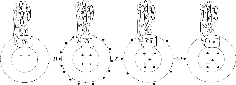 Method for rapidly detecting pathogenic bacteria at high efficiency, biological dependent sensor and preparation method thereof