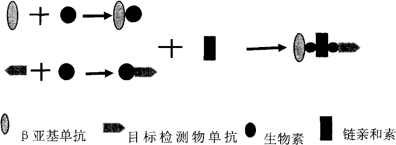 Method for rapidly detecting pathogenic bacteria at high efficiency, biological dependent sensor and preparation method thereof