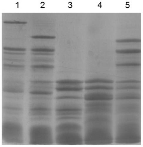 Method for creating HMW-GS (high molecular weight glutenin subunits) fully deleted waxy wheat