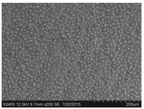 Preparation of artificial super-wetting lotus-leaf-shaped Janus film