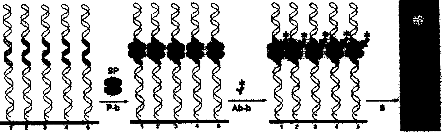 Method of high flux screening, capturing and separating target molecule from complex composition matter such as traditional Chinese medicine and chemical mixture