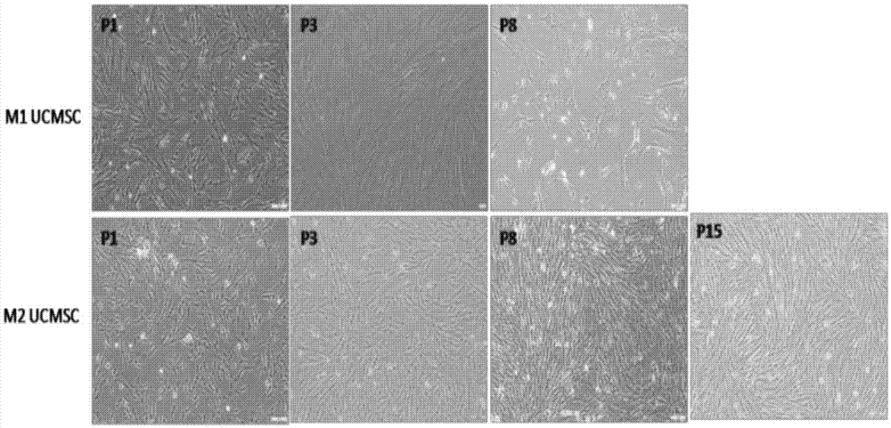 Reprogramming method for induced pluripotent stem cells