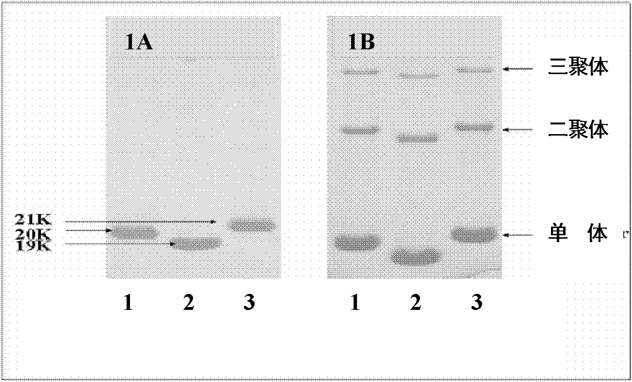 Tumor targeting tumor necrosis factor related apoptosis ligand variant and application thereof