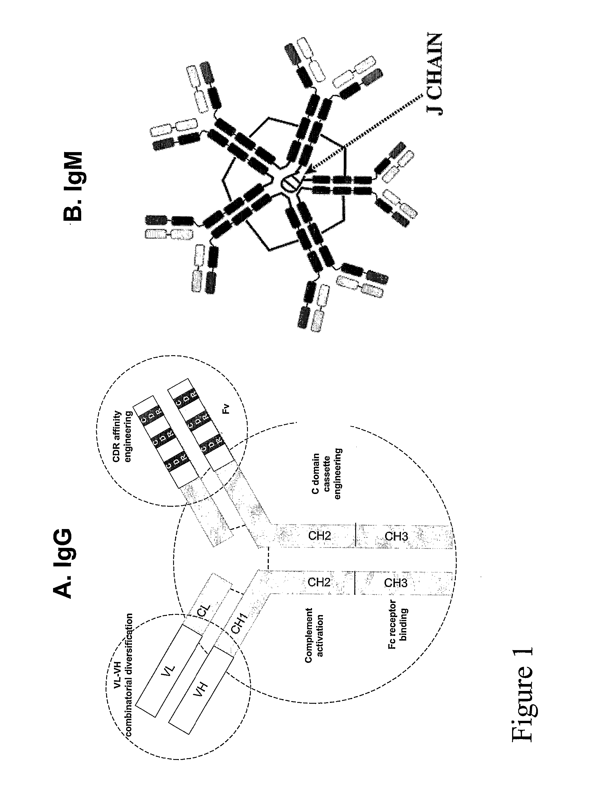 Lupus antibodies for passive immunotherapy of hiv/aids