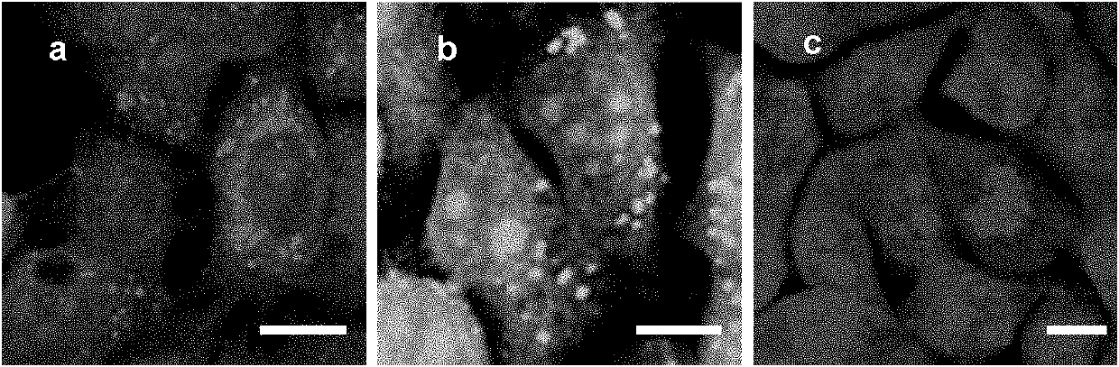 Rare earth compound two-photon absorption material and preparation method thereof