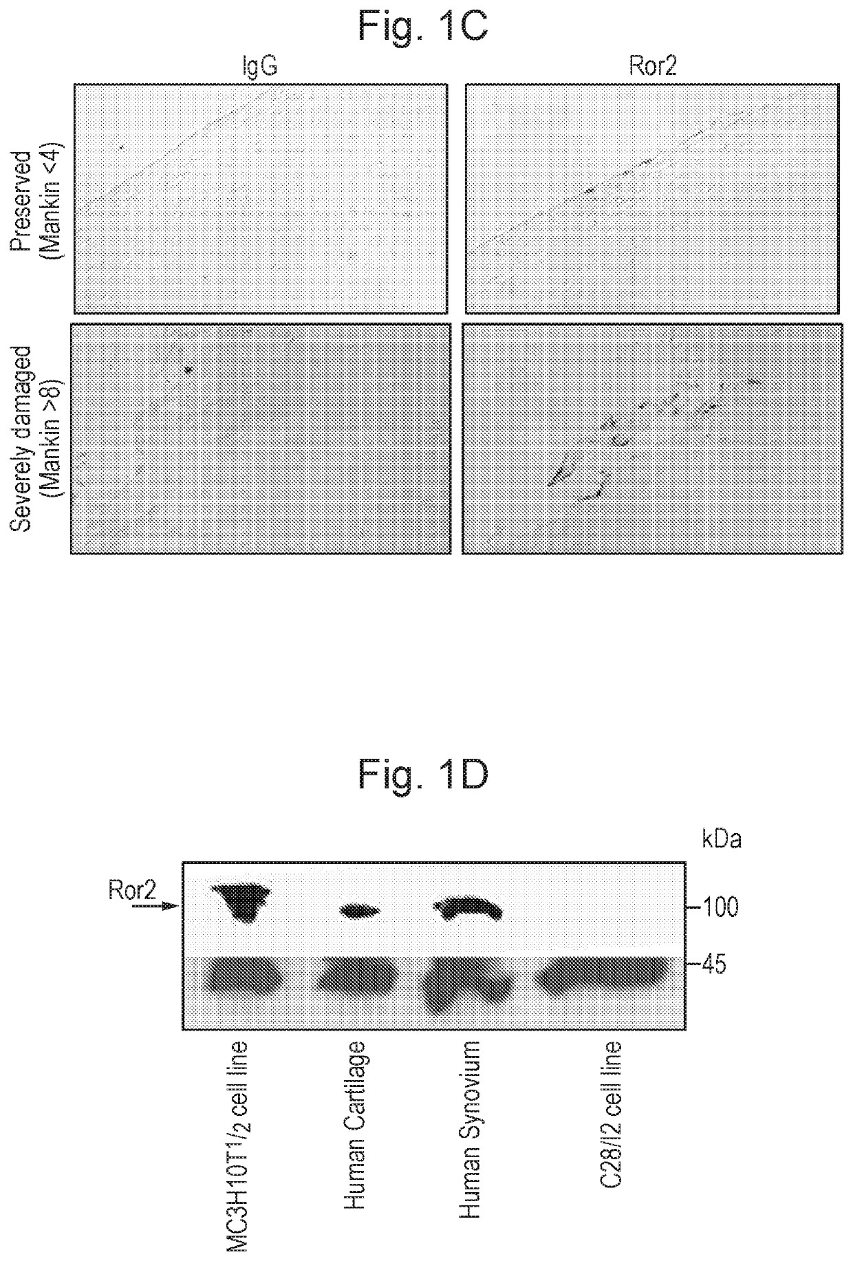 Ror2 inhibitors and use thereof in treating and/or preventing cartilage loss