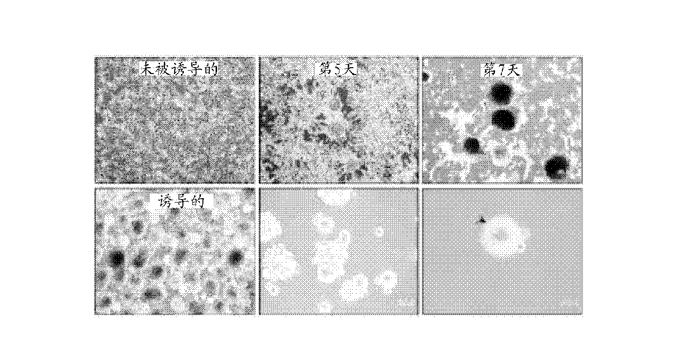 Composition and method for generating induced pluripotent stem cells using the same