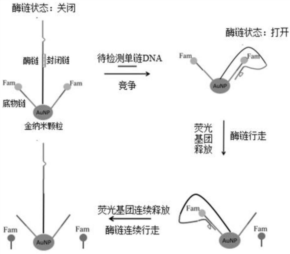 Method for detecting huanglongbing bacteria based on aPCR and DNA walker