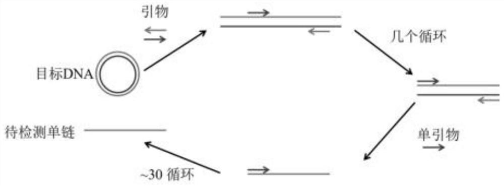 Method for detecting huanglongbing bacteria based on aPCR and DNA walker