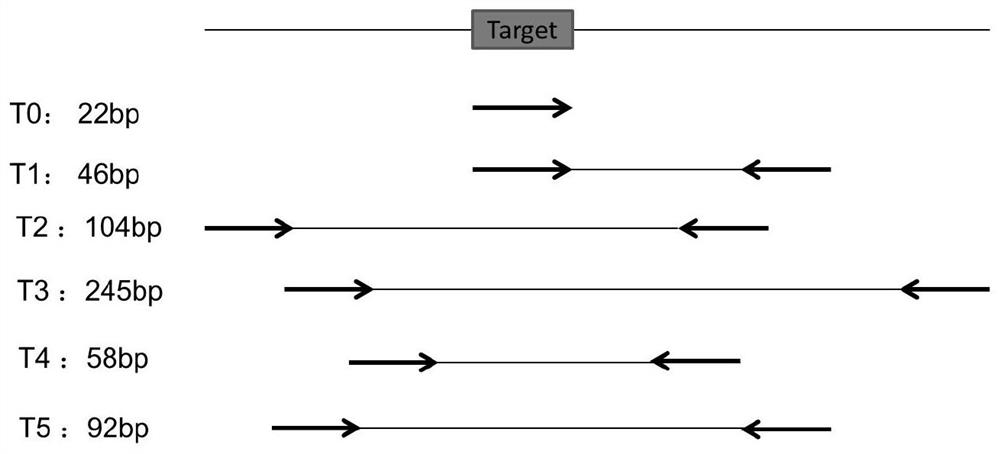 Method for detecting huanglongbing bacteria based on aPCR and DNA walker