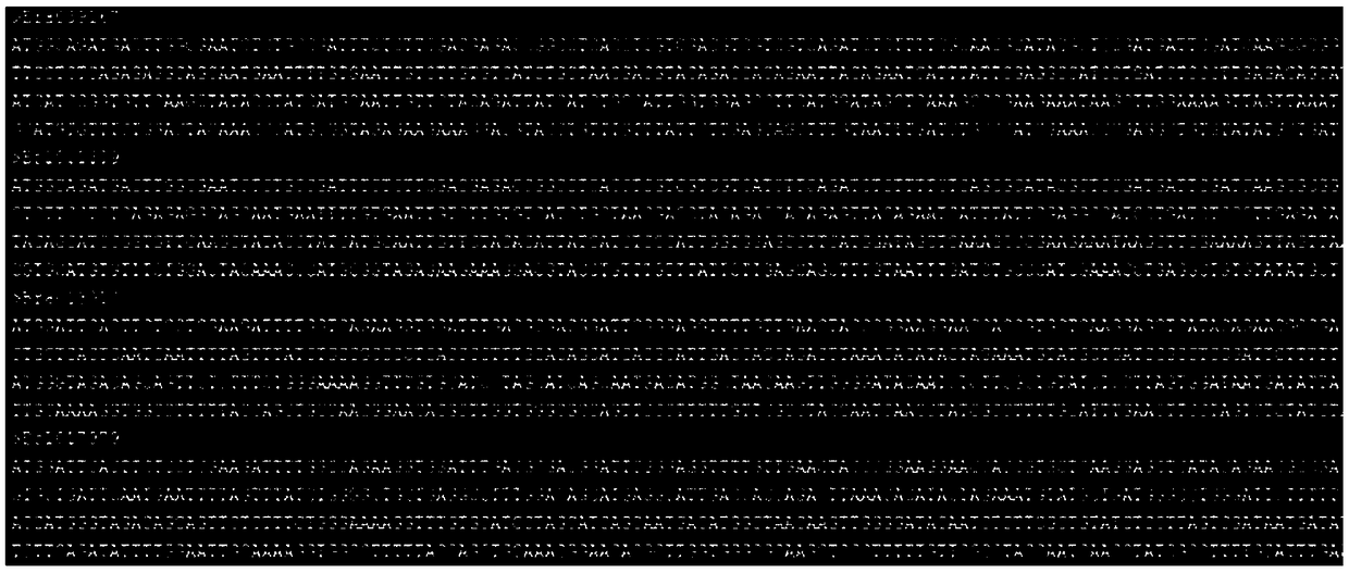 Method for batch computing genome coding region SNP sites among related species