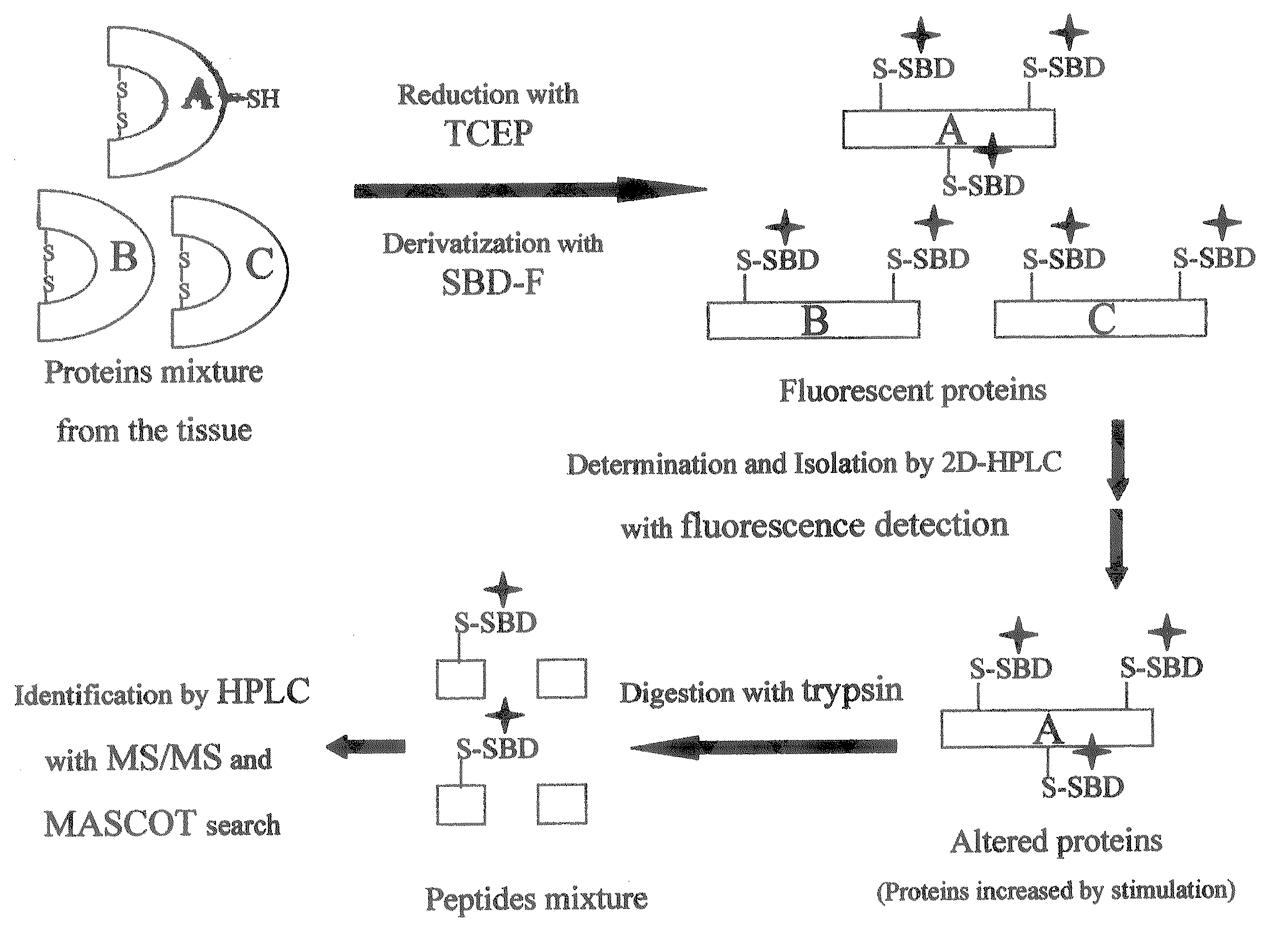 Method of detection, separation and identification for expressed trace protein/peptide