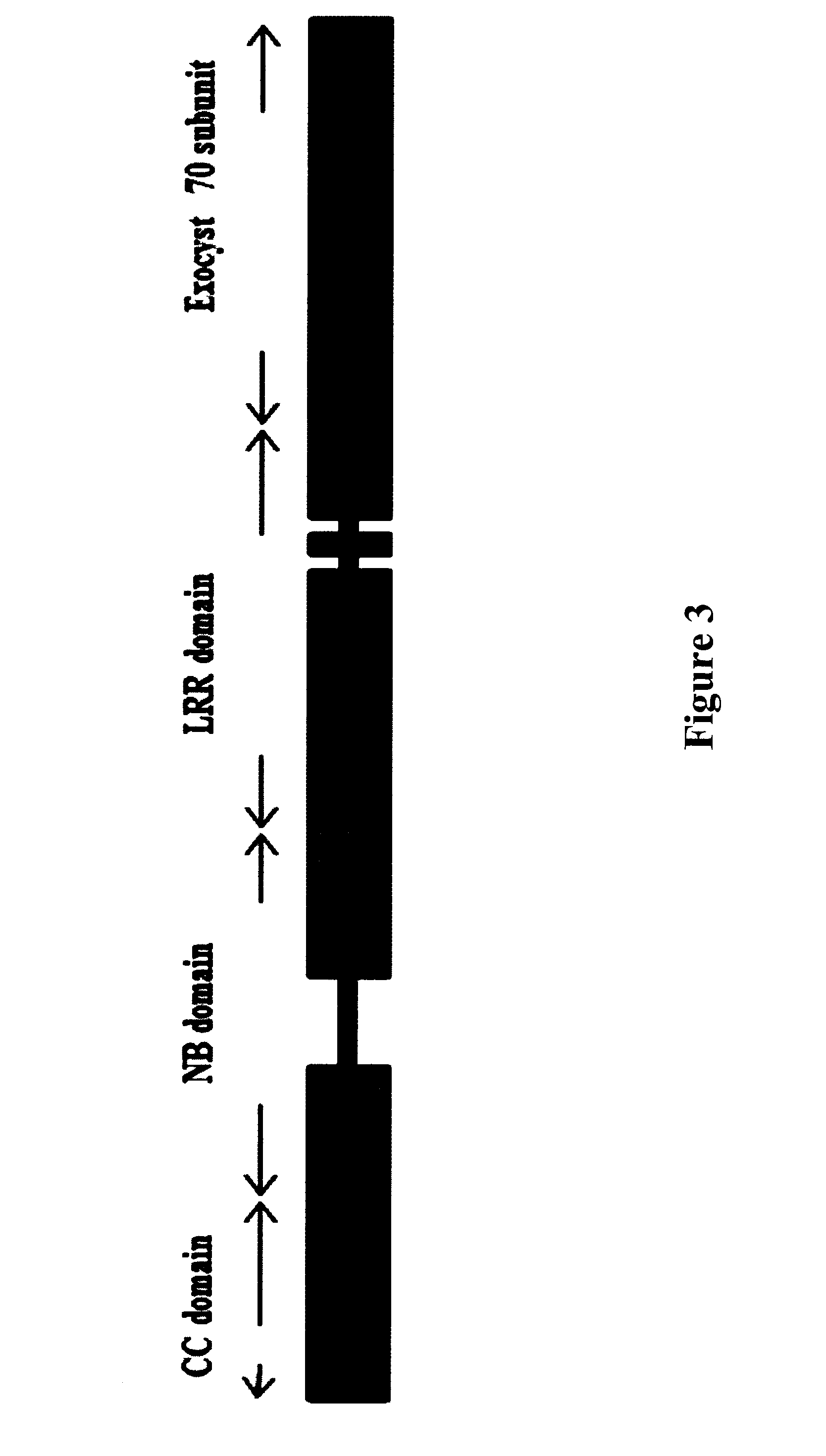 Wheat Stem Rust Resistance Gene