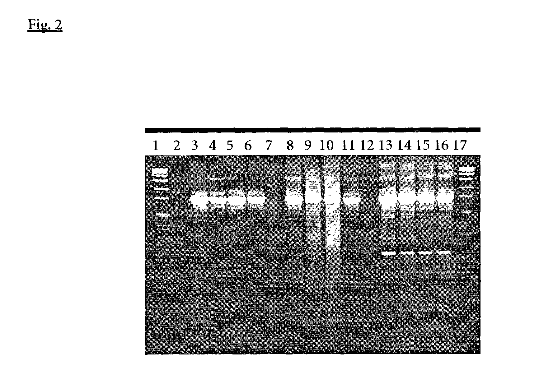 Composition and method for hot start nucleic acid amplification