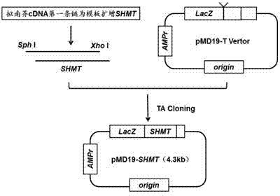 Double expression application of Arabidopis thaliana serine hydroxymethyltransferase gene and formate dehydrogenase gene