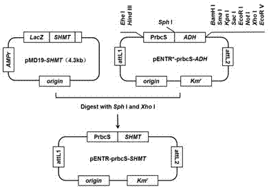 Double expression application of Arabidopis thaliana serine hydroxymethyltransferase gene and formate dehydrogenase gene