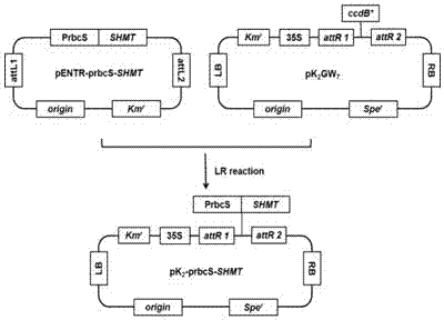 Double expression application of Arabidopis thaliana serine hydroxymethyltransferase gene and formate dehydrogenase gene