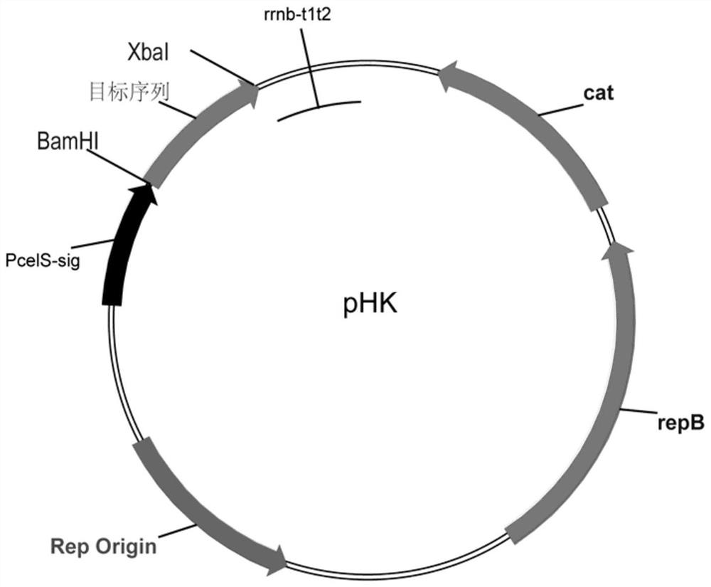 Cellulosomal enzyme preparations for catalyzing lignocellulosic saccharification