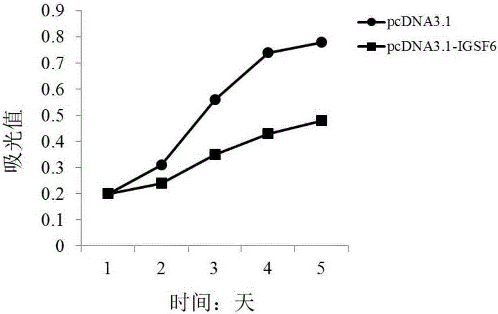 Application of IGSF6 to preparing multiple myeloma diagnosis and treatment products