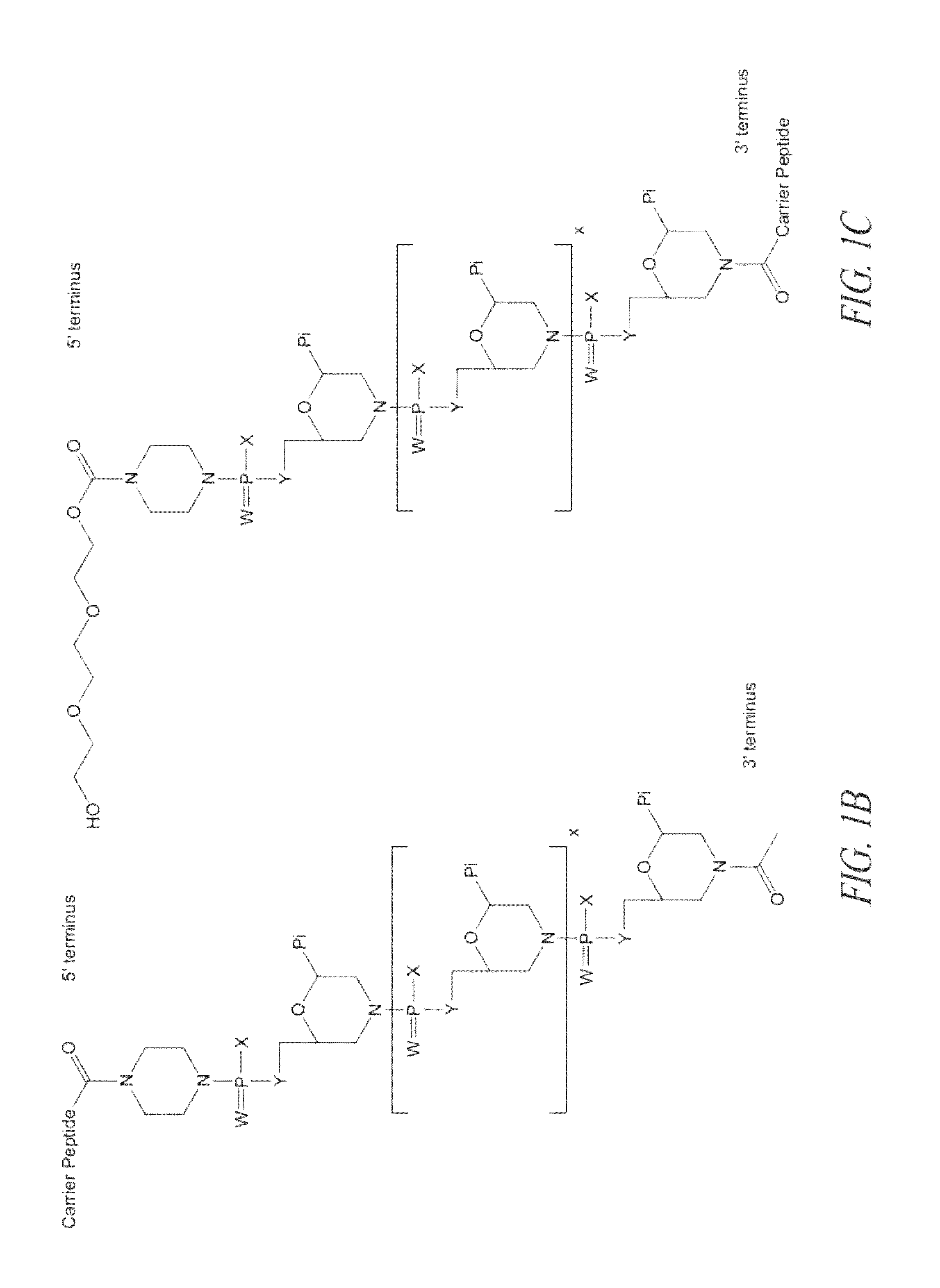 Peptide oligonucleotide conjugates