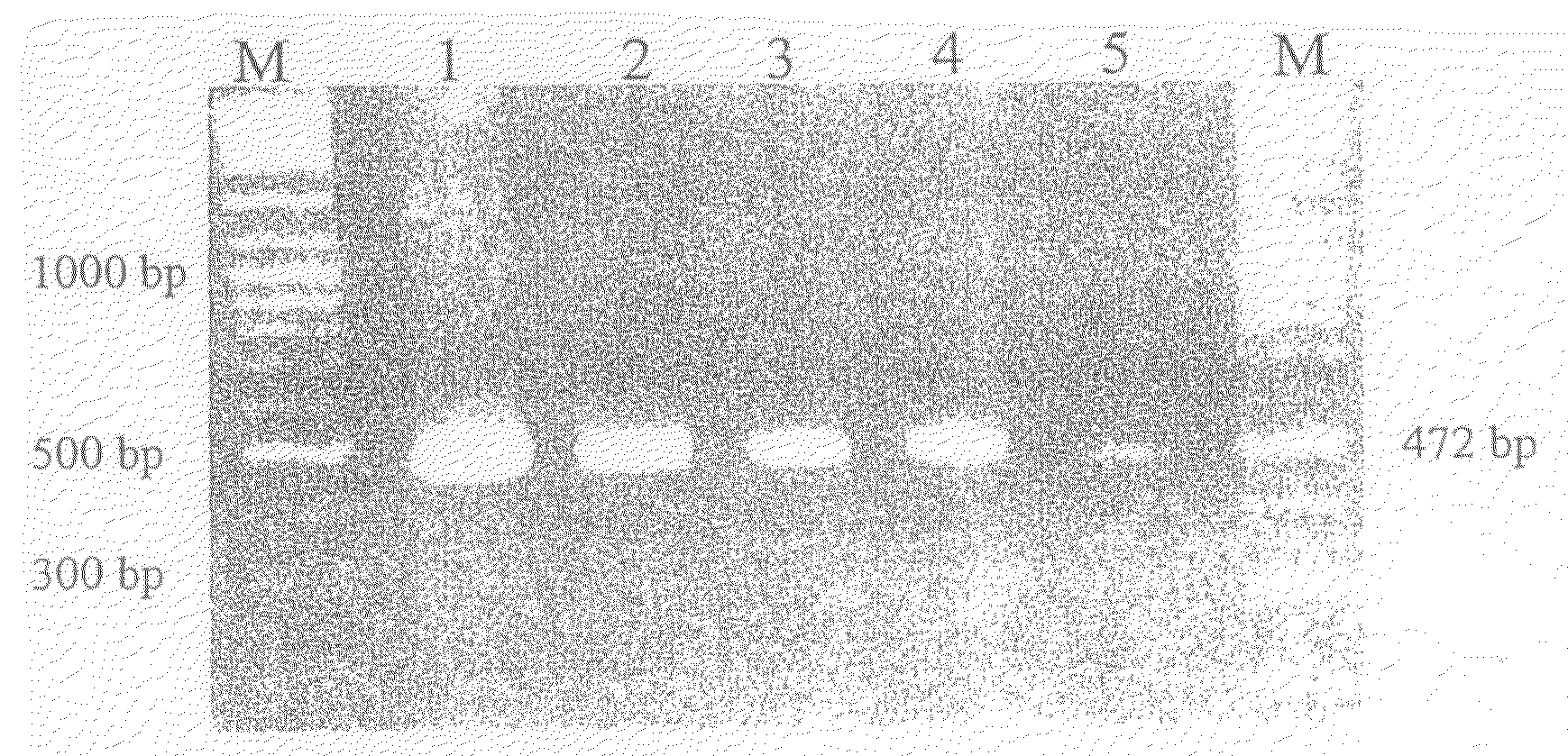 Detection of hepatotoxic cyanobacteria