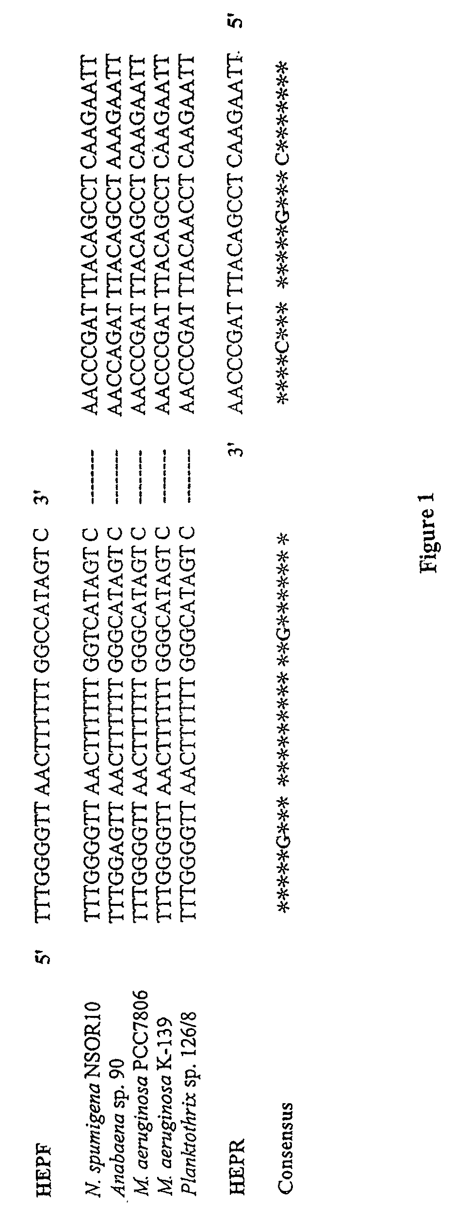 Detection of hepatotoxic cyanobacteria