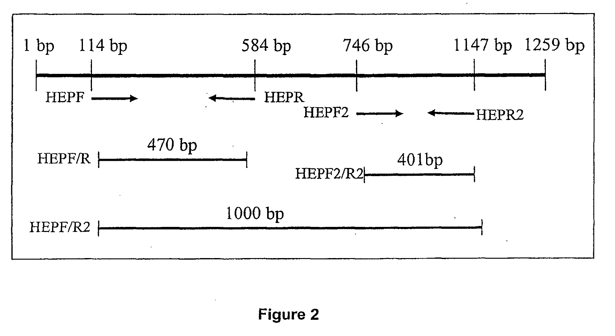 Detection of hepatotoxic cyanobacteria