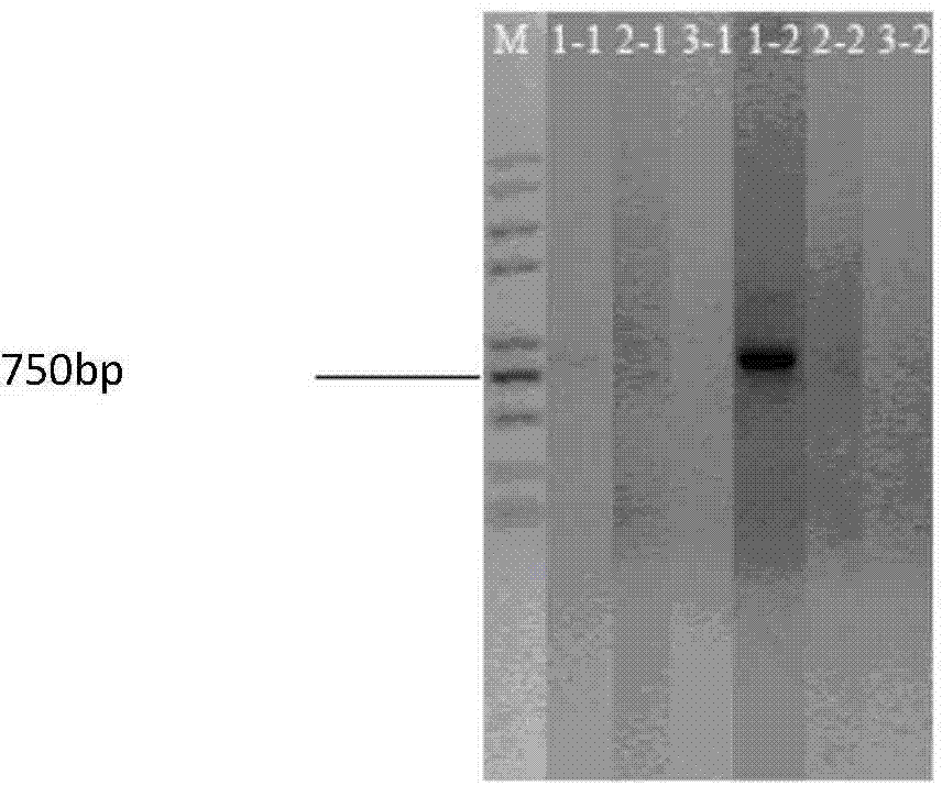 Regulatory sequence of flounder primordial germ cell Nanos3 gene and applications thereof