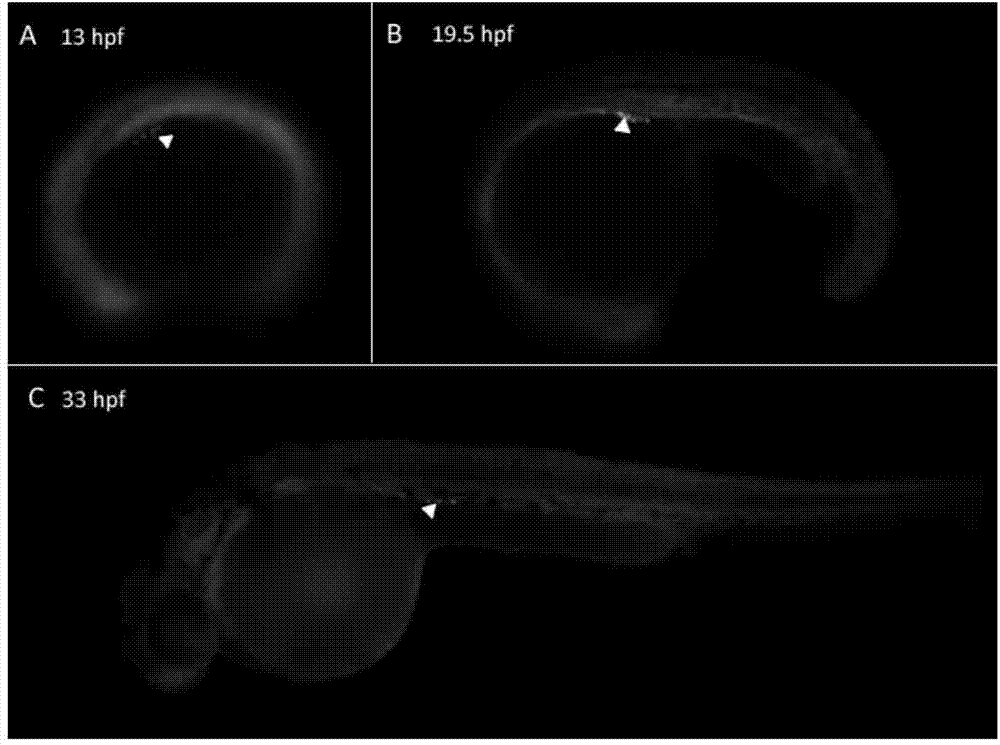 Regulatory sequence of flounder primordial germ cell Nanos3 gene and applications thereof