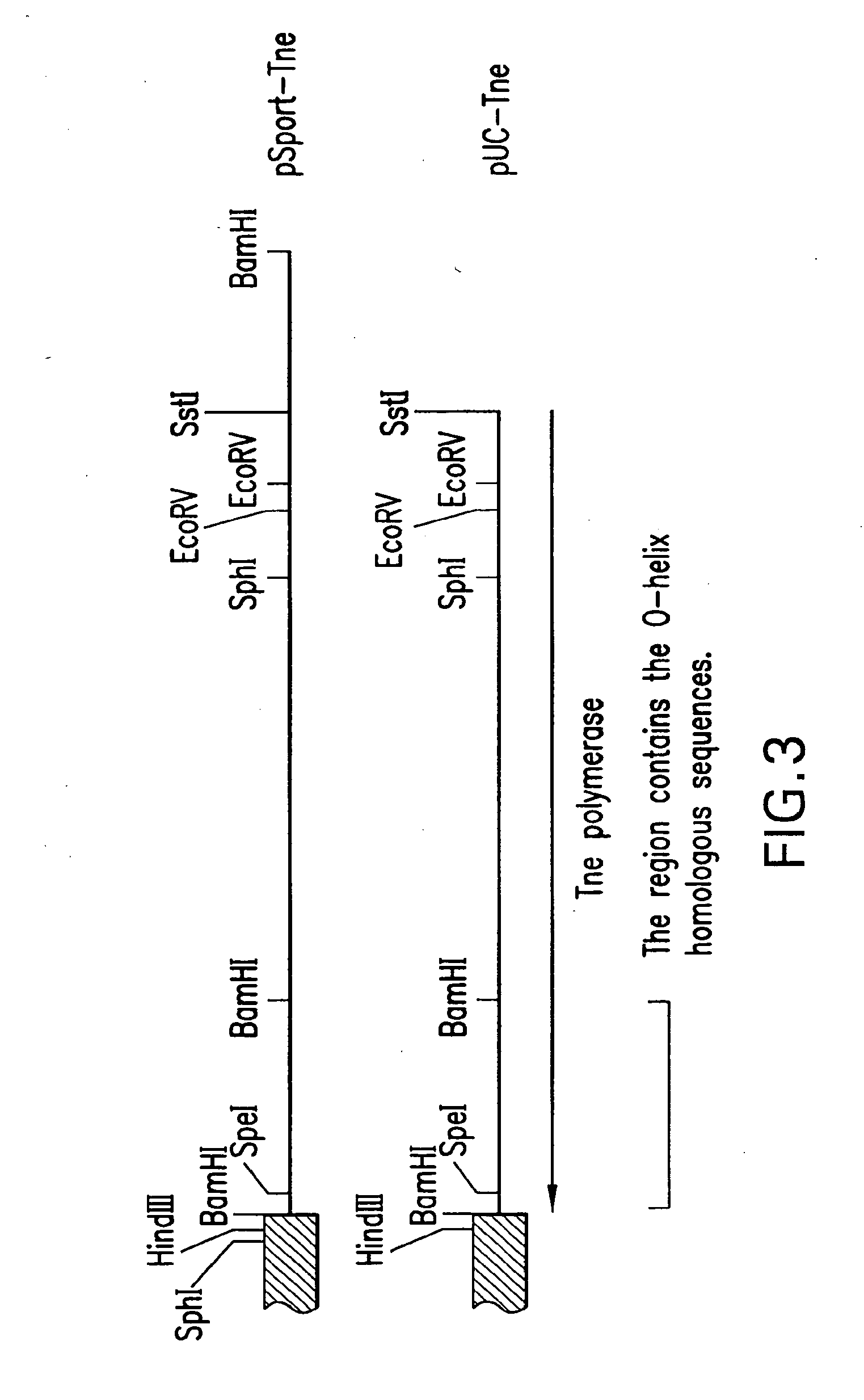 Mutant DNA polymerases and uses therof