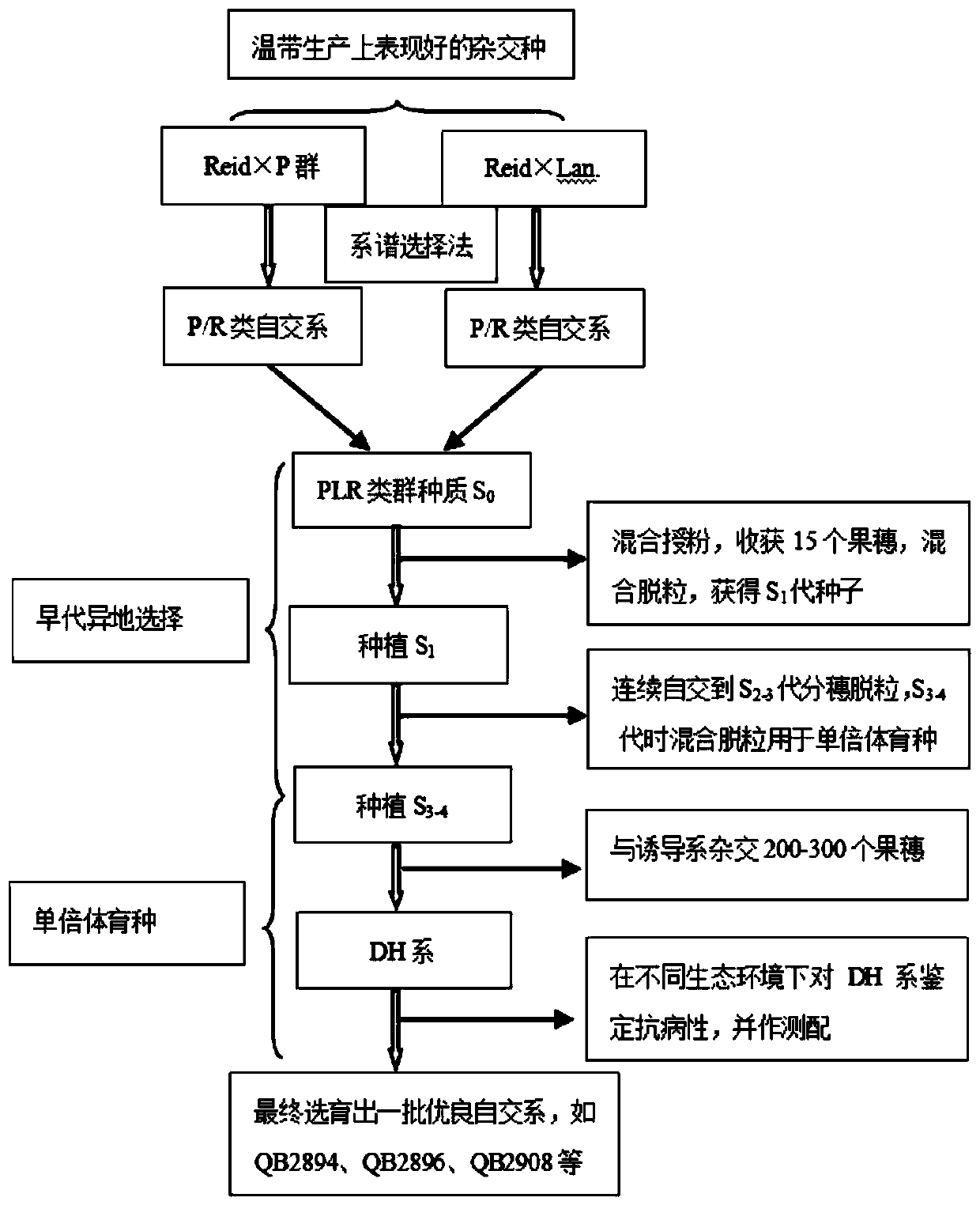 Breeding method of novel group PLR germplasm of corn