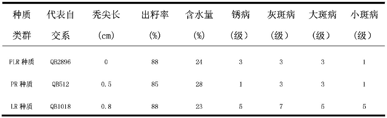 Breeding method of novel group PLR germplasm of corn