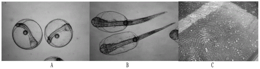 A method for inducing turbot homogeneous gynogenetic fry