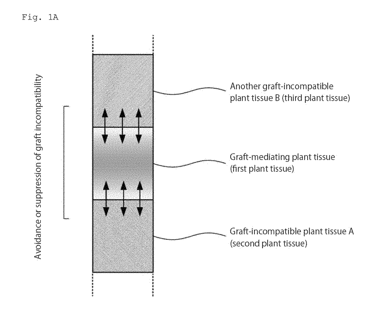 Grafted plant body and method for producing same