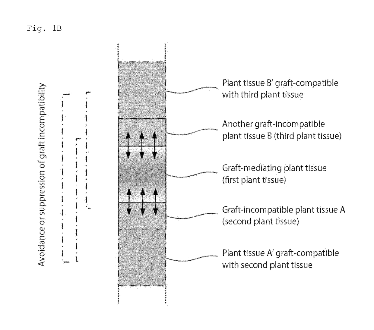 Grafted plant body and method for producing same