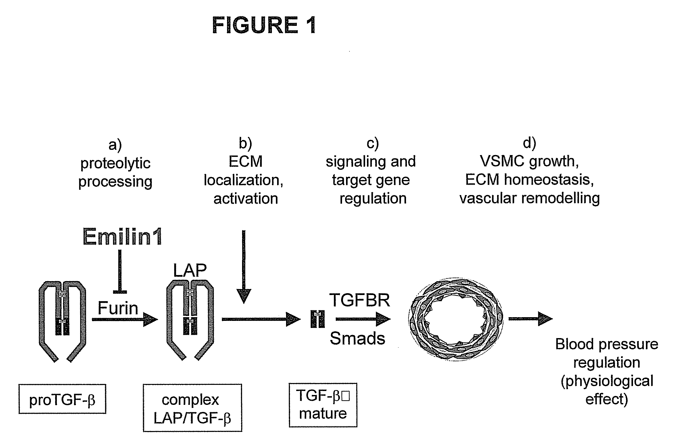 TGF-Beta Modulators and Use Thereof