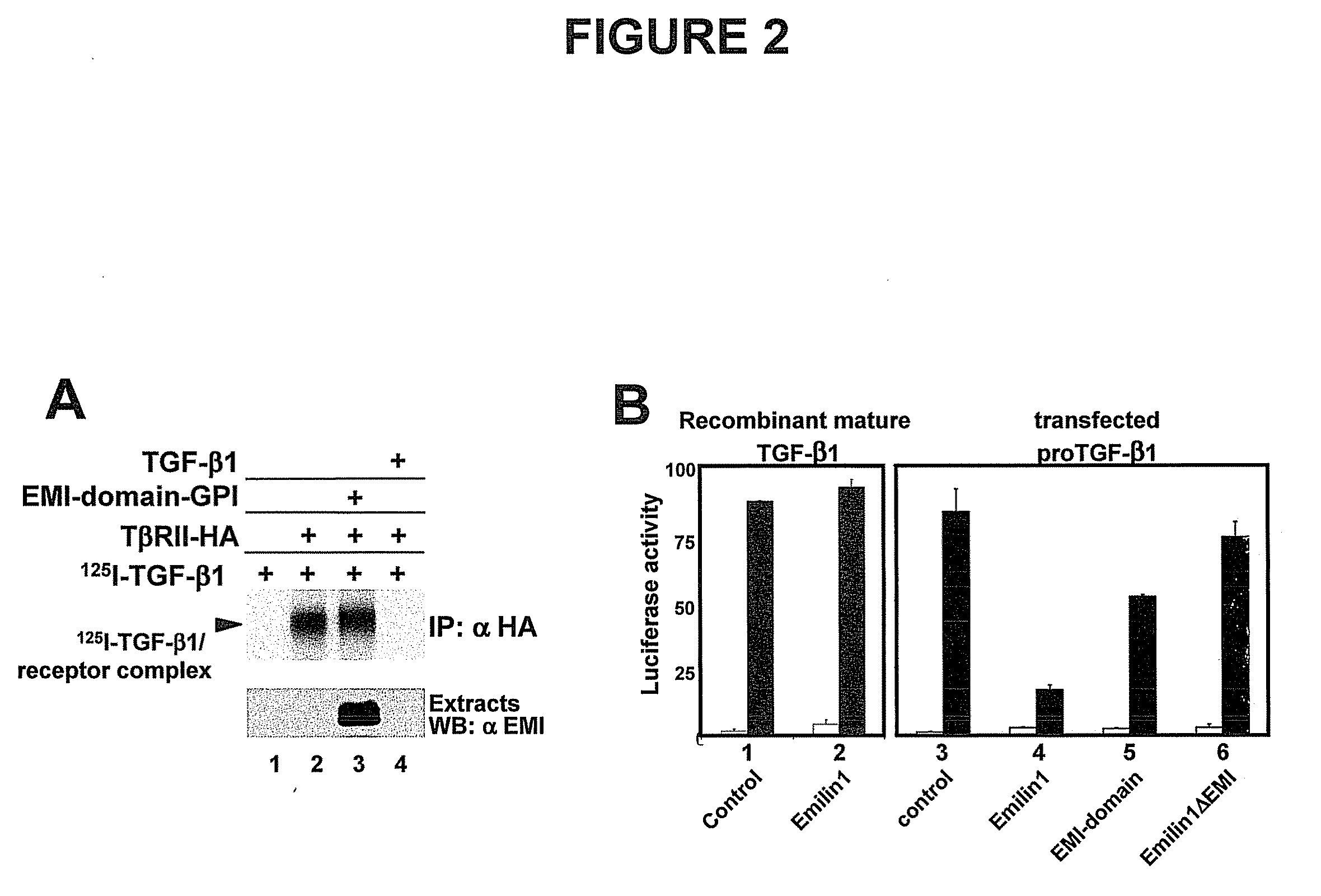 TGF-Beta Modulators and Use Thereof