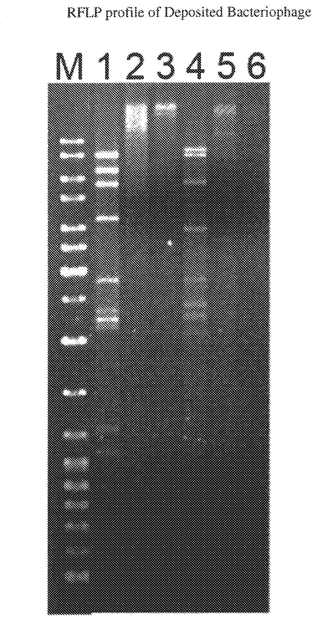 Novel Clostridium perfringens Bacteriophage and Uses Thereof