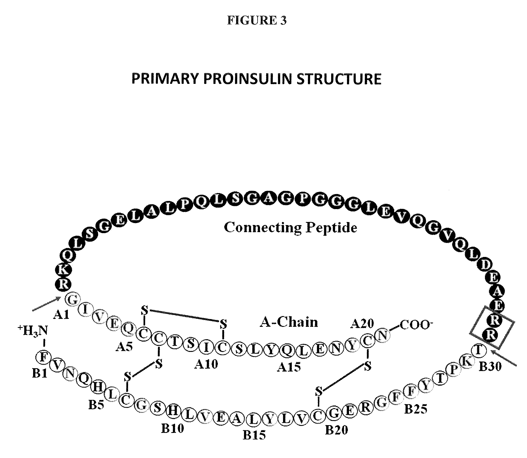 Modified insulin polypeptides and their uses