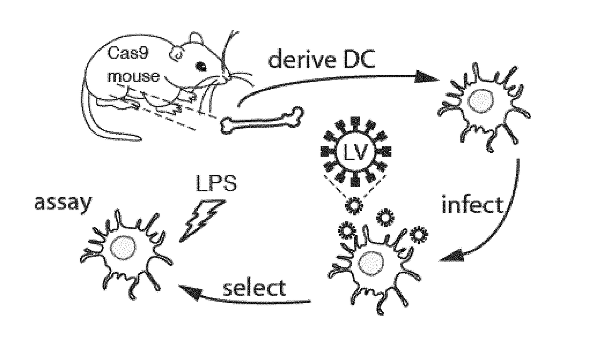 Delivery, use and therapeutic applications of the crispr-cas systems and compositions for modeling mutations in leukocytes