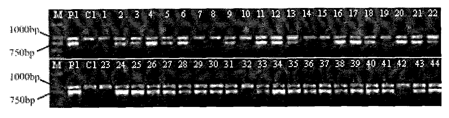 Genetic transformation process of Chinese white poplar