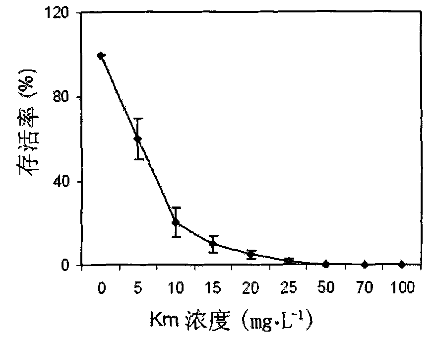 Genetic transformation process of Chinese white poplar