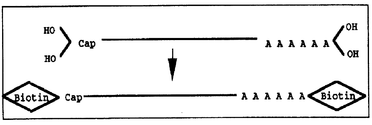 Method for forming full-length cDNA libraries