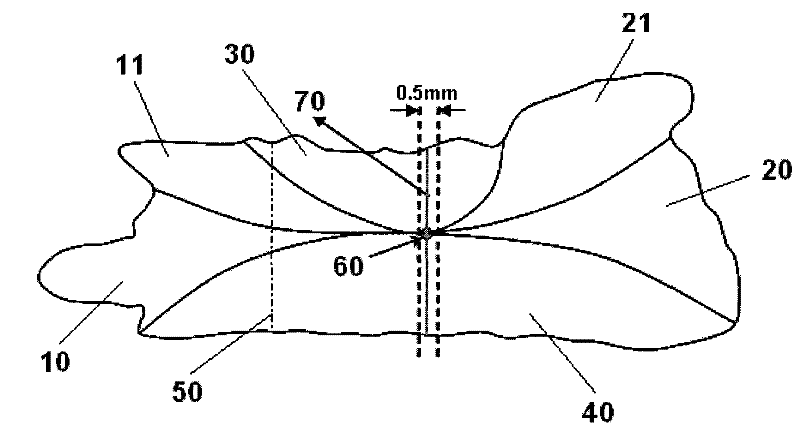 Preparation of mackerel otolith cross-sectional slices and method for determining age thereof