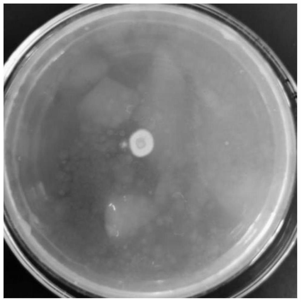 A kind of lysine bacillus zcgt05 and its application